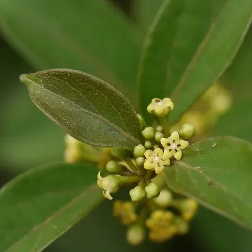 Gymnema-Sylvestre-Blattextrakt