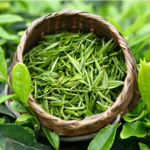 Estratto di foglia di tè verde